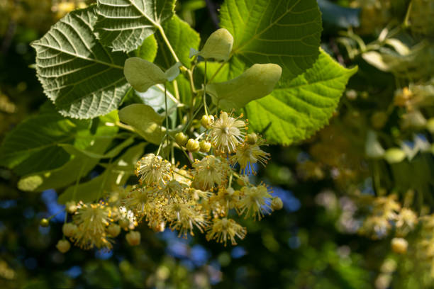 istock Linden flowers. Linden tree 1701761532