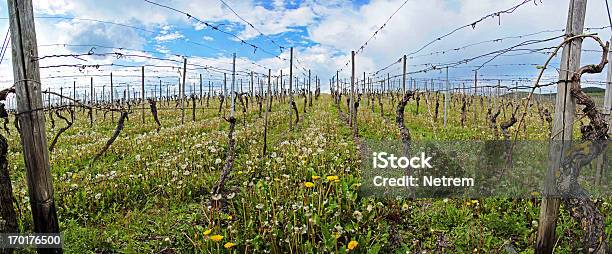 Vinha Na Primavera - Fotografias de stock e mais imagens de Agricultura - Agricultura, Alemanha, Ao Ar Livre