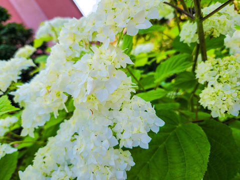 Hydrangea flowers, Japan in June