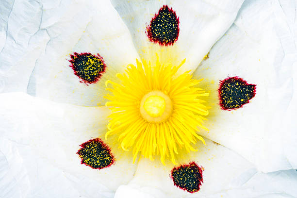 Inner core from a gum rockrose - Cistus ladanifer
