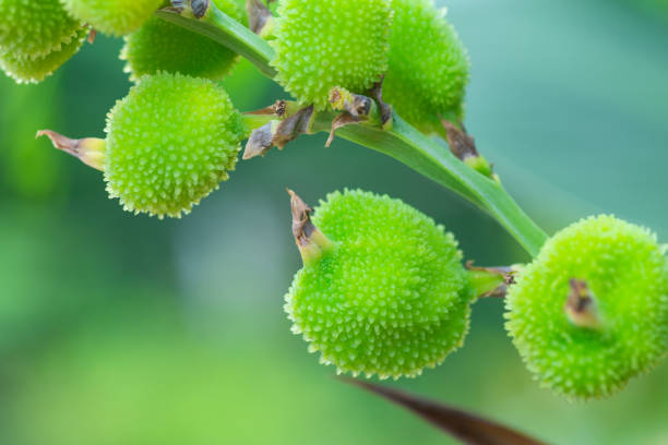 Canna seeds, beautiful green color