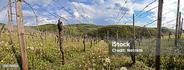 Weinberg Im Frühling — стоковые фотографии и другие картинки Виноград - Виноград, Виноградник, Винодел