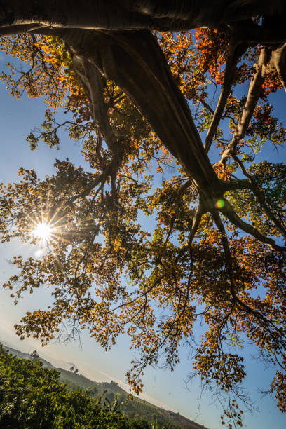 The sun is like a multi-petaled flower on the canopy of an ancient banyan tree. The hundred-year-old banyan tree in the coffee garden has young leaves, the young leaves are bright red, the scenery is beautiful and colorful. el sol es como una flor de varios pétalos en el dosel de un antiguo árbol de higuera. el árbol de higuera centenario en el jardín del café tiene hojas jóvenes, las hojas jóvenes son de color rojo brillante, el paisaje es hermoso y colorido.