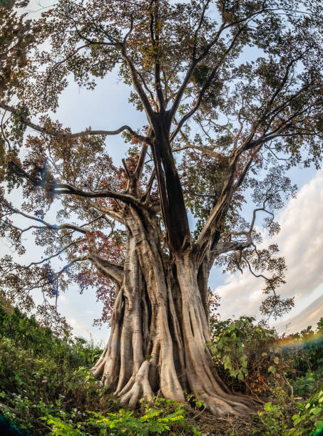 istock A banyan tree with young leaves grows in the middle of a coffee hill, a hundred-year-old banyan tree 1701790121