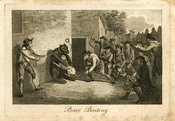 Eighteenth century bear baiting scene An eighteenth century print of bear baiting from 'The Sporting Magazine, or, Monthly Calendar of the Transactions of the Turf, the Chase, and every other Diversion Interesting to the Man of Pleasure, Enterprize and Spirit', dated January 1795 and printed and published in London. Bear baiting was popular until 1835 when it was made illegal in England. mean dog stock illustrations