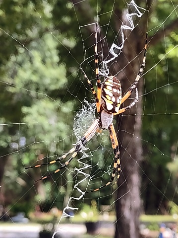 Writing Spider on its written web.