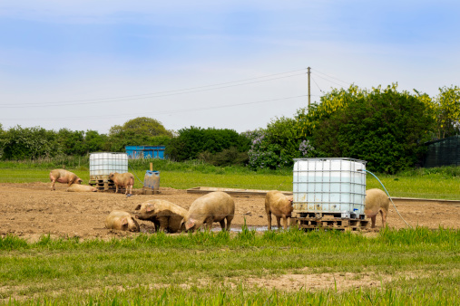A group of pigs wallowing in the mud around their water supply in a Norfolk field. 