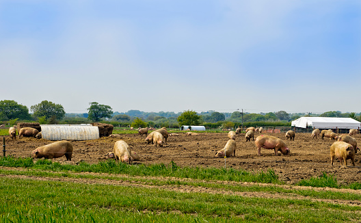 A field of pigs in the Norfolk countryside.