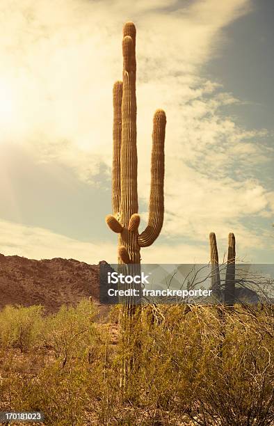 Cactus Saguaro National Park Arizona - Fotografie stock e altre immagini di Tucson - Tucson, Cactus, Deserto