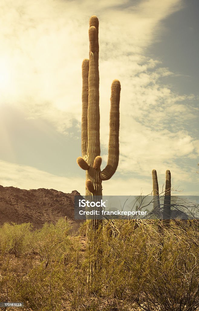Сагуаро Национальный Парк, штат Аризона, Кактус - Стоковые фото Тусон роялти-фри