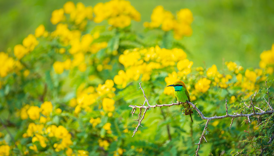Asian green bee eater bird perch, beautiful yellow wildflower blossoms in the background.
