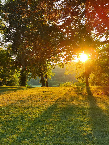 istock sunset in the green park 1701811383