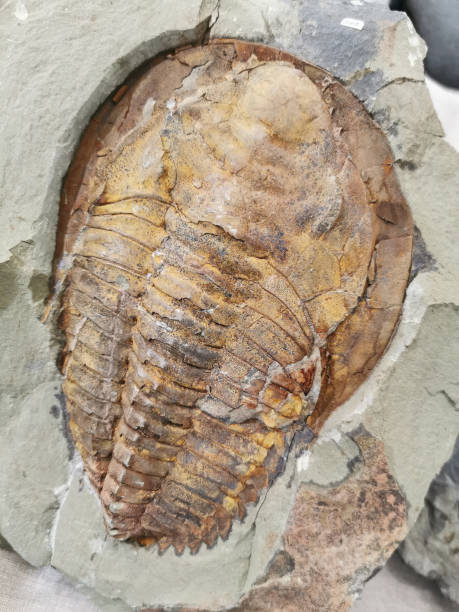 istock old trilobite fossil 1701811397
