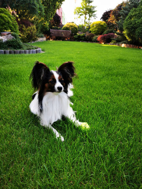 istock papillon dog in the grass 1701811430