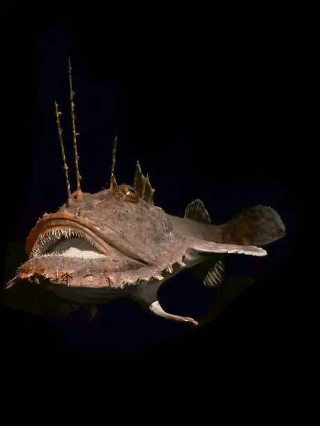 dark deep sea fish isolated on the black background