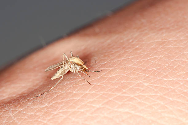 Free picture: mosquito, blood-sucking insect, close-up, human skin