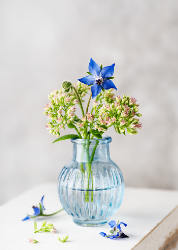 Beautiful blue eatable flower and hairy stems of borage with orpine 'Autumn Joy' plant in a mini blue glass vase. (Borago officinalis) Copy space