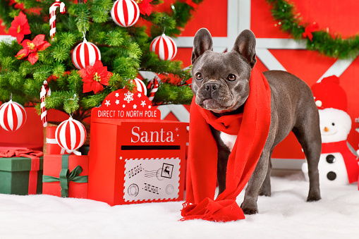 French Bulldog dog wearing red winter scarf next to festive traditional red and white colored Christmas decoration