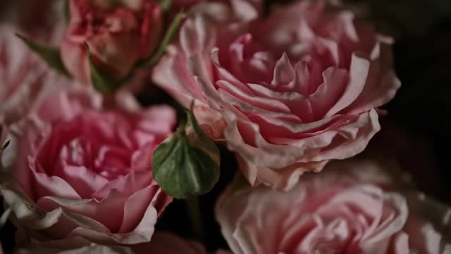 rotation of bouquet of pink roses in closeup. elegant floral background. selective focus.