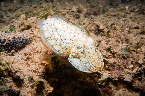 Common Cuttlefish (Sepia Officinalis), Adriatic Sea, Mediterranean Sea, Croatia