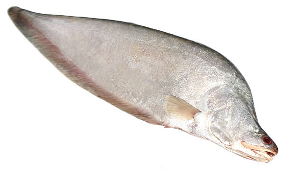 Humped Featherback or Fresh water Chitol fish Humped Featherback or Fresh water Chitol fish of Southeast Asia chitala stock pictures, royalty-free photos & images