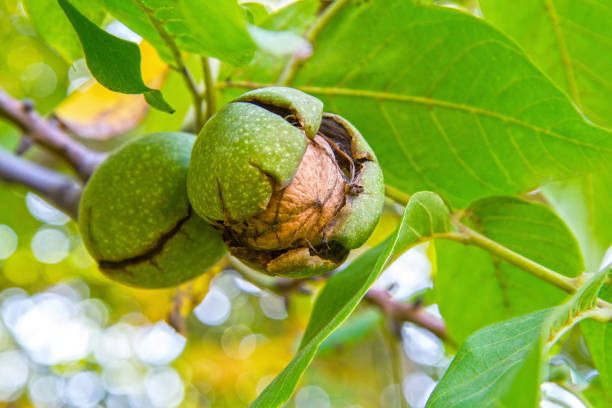 istock Walnuts hang on a branch in the garden. 1701842417