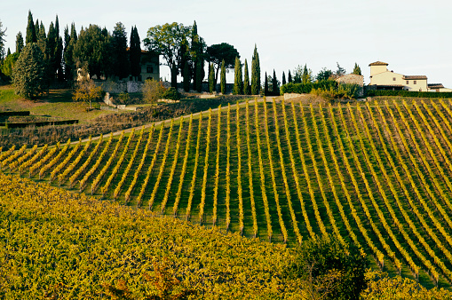Vineyard in rolling landscape, Greve in Chianti region, Tuscany, Italy.