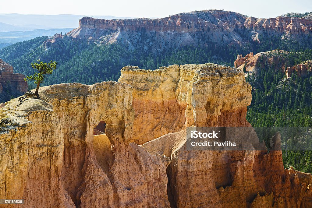 Lonly Tree in Bryce Canyon Utah USA Evening view of beautiful Bryce rock columns with tree on the left, Utah, USA. Arid Climate Stock Photo