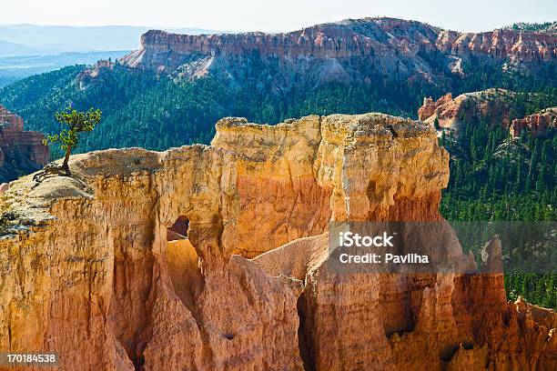 Lonly Tree In Bryce Canyon Utah Usa Stock Photo - Download Image Now - Arid Climate, Beauty In Nature, Blue