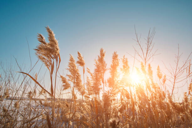 istock Petals dry reeds against background blue and clear sky with rays sun breaking through them. 1701856594