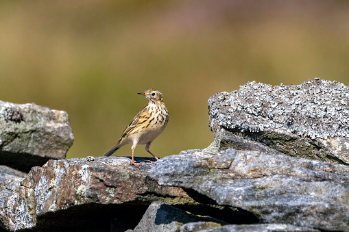 Pipit resting in sunlight in North Yorkshire near Middlesmoor