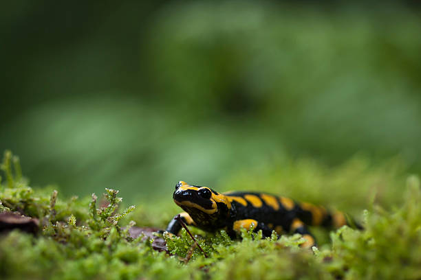 istock Speckled salamander  Amphibia specie 