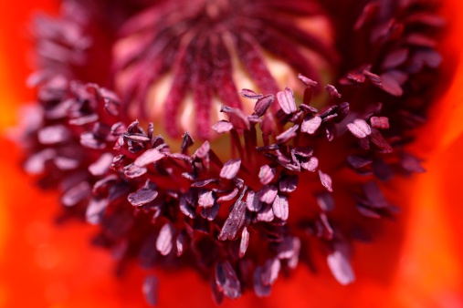 Red poppy (Papaver, Papaveraceae)