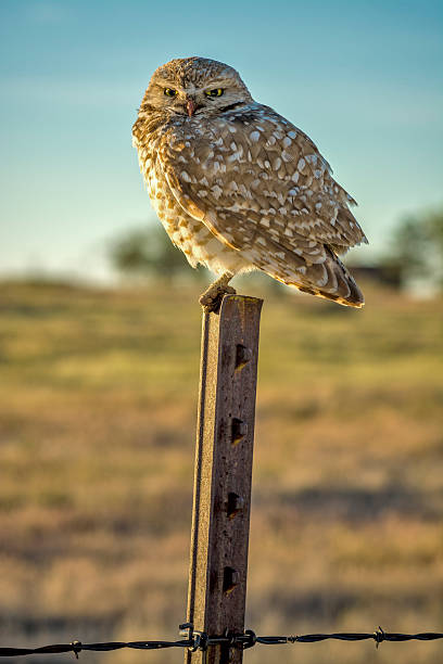 istock Owl in fence post the early morning 170186821