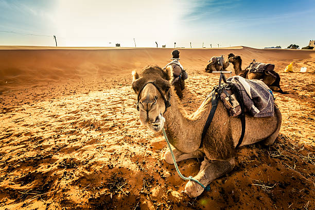istock Camels Caravan in the Sahara Desert at Sunrise 170187002