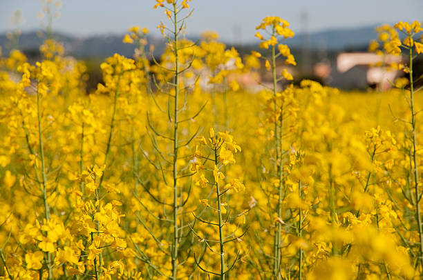 istock field of flowers 170187200