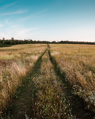 Vanishing point track in a countryside field on sunset. Shortcut via unpaved road in grasslands.