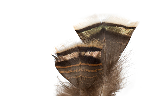 Close-up of beautiful peacock feathers.