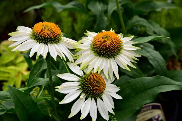 istock Closeup of Echinacea 'Fragrant Angel', Coneflower 1701879014
