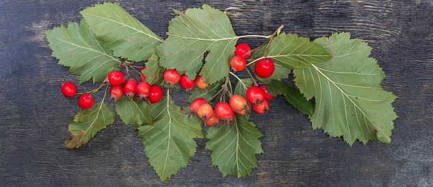 Twigs of the hawthorn, species of the Crataegus Coccineae with red fruits and leaves on the black surface, top panoramic view