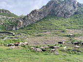 Sheep in the Altai Mountains. Sheep against the background of mountains.