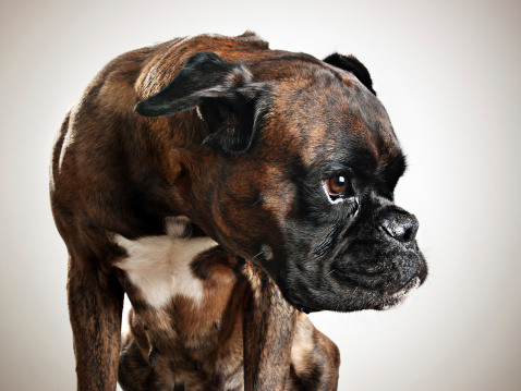 Studio portrait of a boxer dog looking to the side.