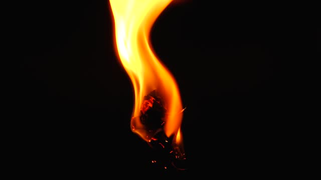 dried flower burns on a black background