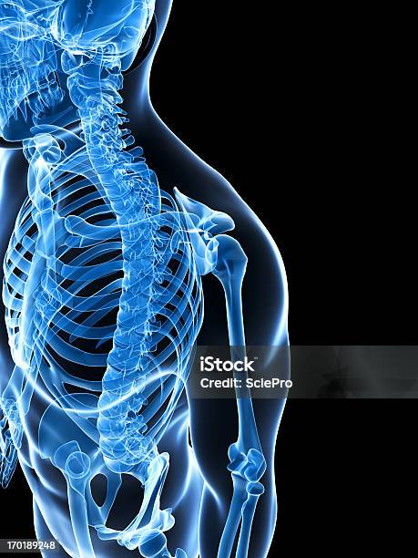 Szkieletowych Na Ramię - zdjęcia stockowe i więcej obrazów Anatomia człowieka - Anatomia człowieka, Bez ludzi, Biologia - Nauka