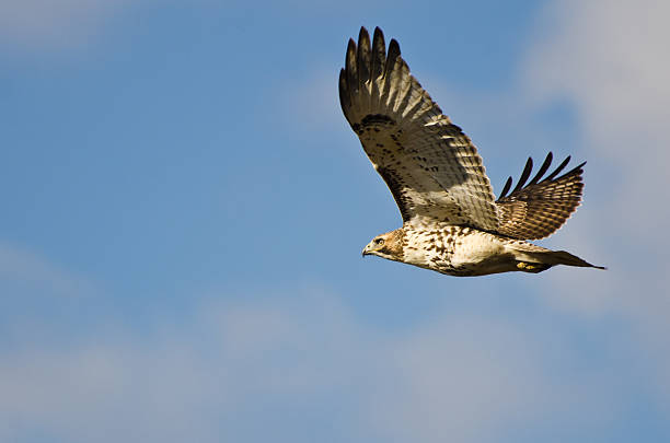 red-tailed hawk fliegen in einem wolkenverhangenen himmel - red tailed boa stock-fotos und bilder