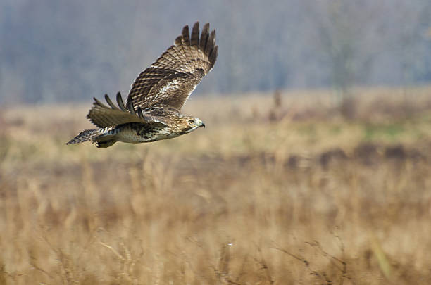 red-tailed hawk jagd über marsh - red tailed boa stock-fotos und bilder