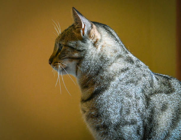 Side view portrait of striped grey cat