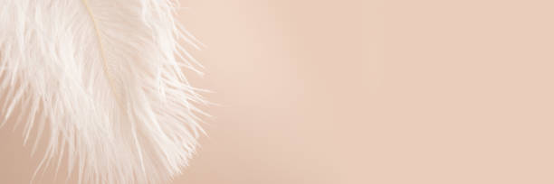 istock Feather on beige background banner, softness and lightness, minimalistic 1701909120