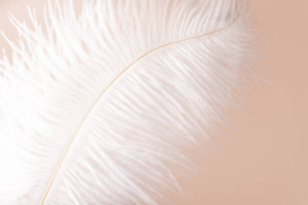 istock Feather on beige background, beauty and softness, tenderness and elegance 1701909122