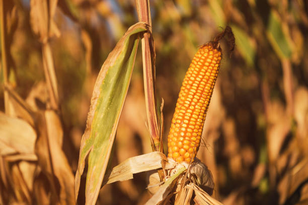 Farmed ripe corn on the cob on cultivated field ready for harvest, selective focus